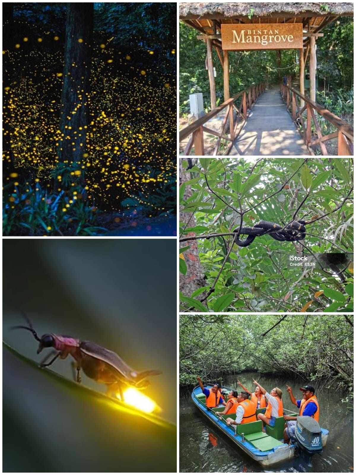 Image  TOUR PACKAGE MANGROVE + FIREFLIES |OPEN BOOKINGS TODAY&TOMORROW |OPEN BOOKINGS 1-31 May